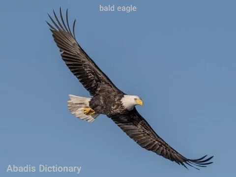 bald eagle